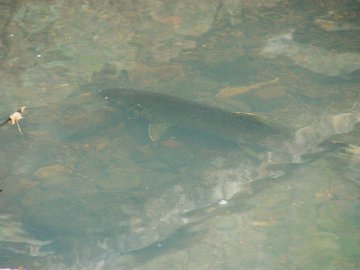 coho salmon in elk creek