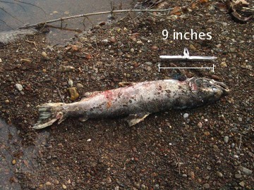 coho salmon in elk creek