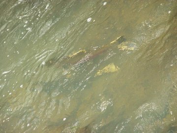 coho salmon in elk creek