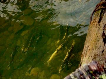 coho salmon in elk creek