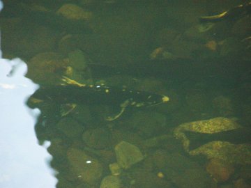 coho salmon in elk creek