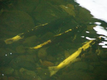 coho salmon in elk creek