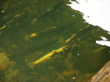 coho salmon in elk creek