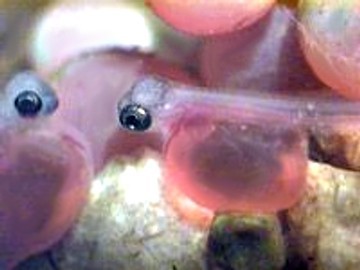 newly hatched alevin