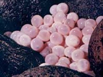 view of salmon eggs