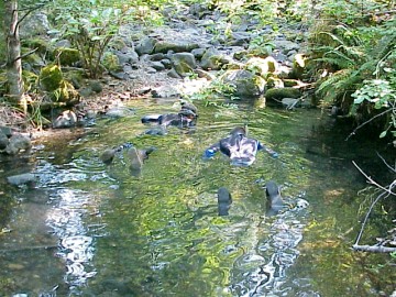 august 2005 fish count image