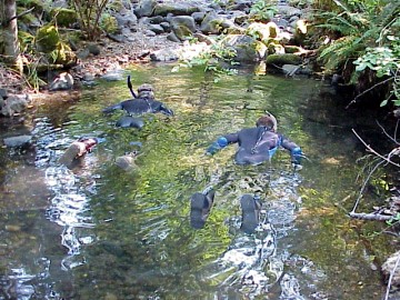 august 2005 fish count image