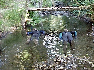 august 2005 fish count image