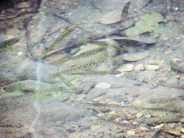 august coho salmon and steelhead image