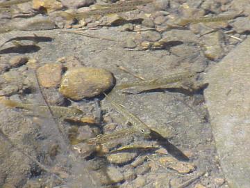 august coho salmon and steelhead image