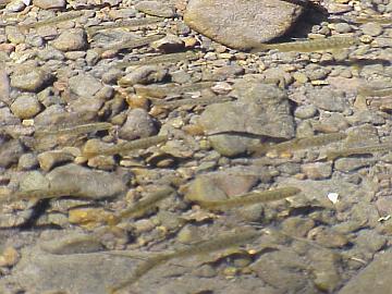 august coho salmon and steelhead image