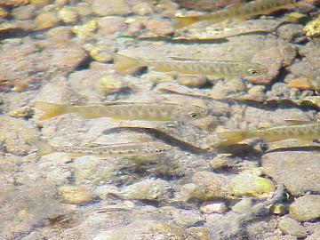 august coho salmon and steelhead image