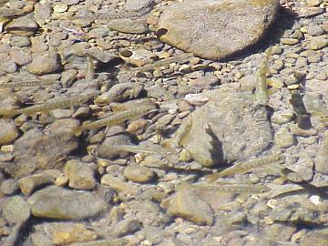 august coho salmon and steelhead image