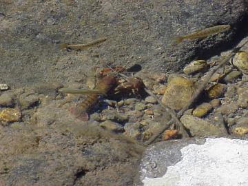 august coho salmon and steelhead image