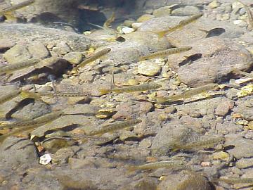 august coho salmon and steelhead image