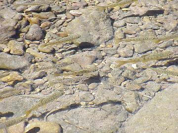 august coho salmon and steelhead image