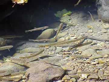 august coho salmon and steelhead image