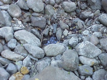august 2005 fish rescue image