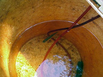 august 2005 fish rescue image