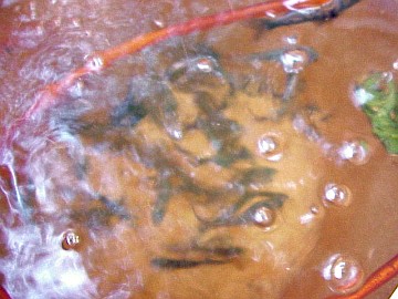 august 2005 fish rescue image