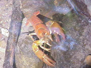 august 2005 fish rescue image