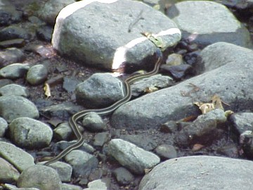 august 2005 fish rescue image