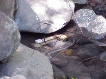 august 2005 fish rescue image