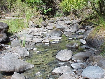 august 2005 fish rescue image