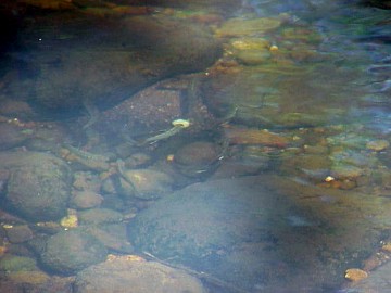 fry catching and viewing tools