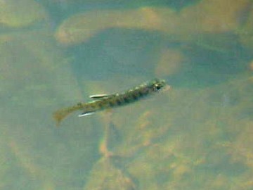 fry growing and enjoying the cool water