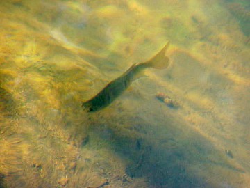 fry growing and enjoying the cool water