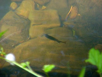 fry growing and enjoying the cool water