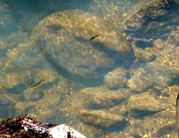 fry growing and enjoying the cool water