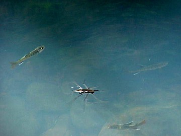 fry growing and enjoying the cool water