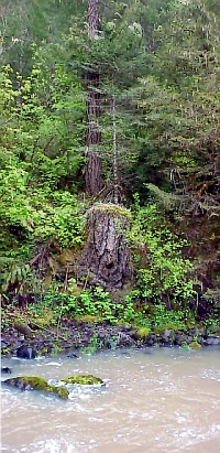 riparian stump supporting new growth image of a tree stump logged next to the stream with a new young tree sprouting next to it