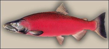 Male Coho Male Coho Spawning Phase