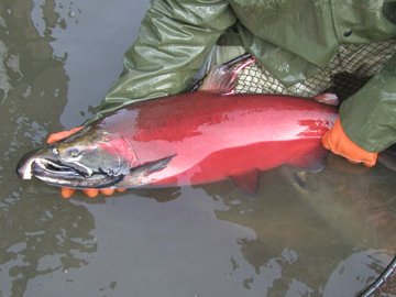 Male Coho buck coho