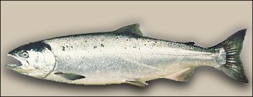 Silver silver salmon