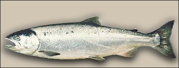 silver salmon