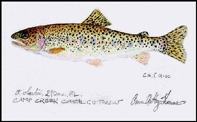 Coastal Cutthroat Trout by Cameron Thomas Painting of Coastal Cutthroat Trout by Cameron Thomas