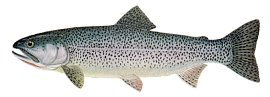 cutthroat trout