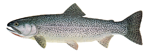 A “Cutty” male umpqua cutthroat