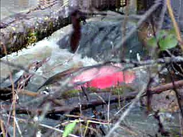Male Coho Coho of Singing Falls