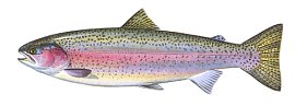male cutthroat trout steelhead trout