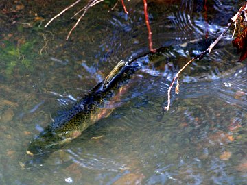 Female Steelhead Steelhead of Singing Falls